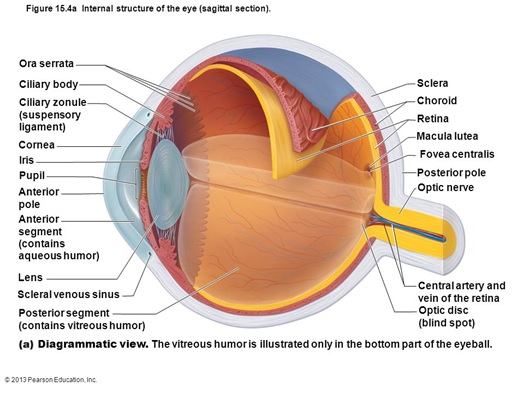 Figure 16.4a Internal structure of the eye (sagittal section).