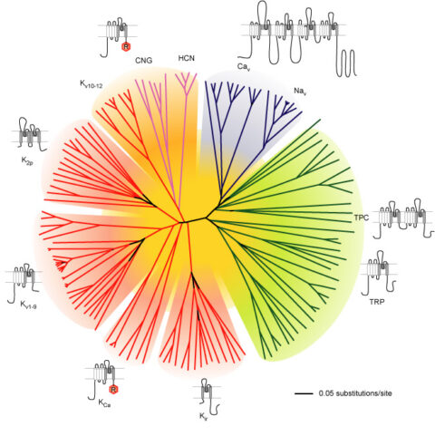 Ion channels | IUPHAR - PEP