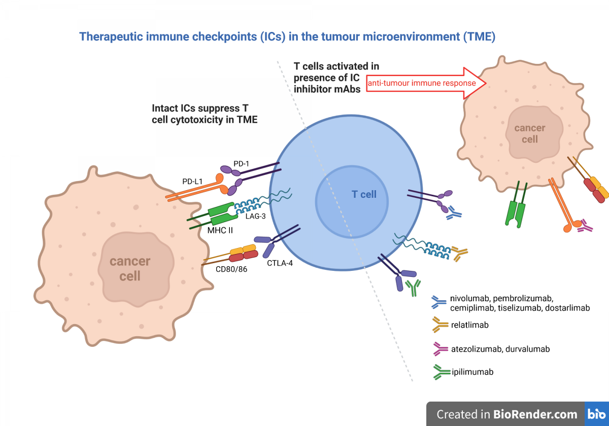 https://pharmacologyeducation.org/wp-content/uploads/2025/10/ICIs_for_PEP_v3.png